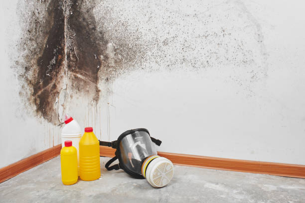 Best Mold Cleaning Services  in Mertzon, TX