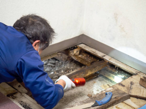 Best Home Mold Removal  in Mertzon, TX