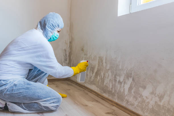 Professional Mold Removal in Mertzon, TX