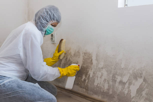 Best Residential Mold Removal  in Mertzon, TX