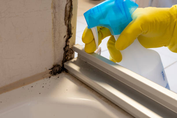 Crawl Space Mold Removal in Mertzon, TX