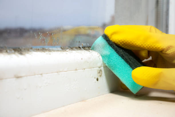 Best Home Mold Removal  in Mertzon, TX