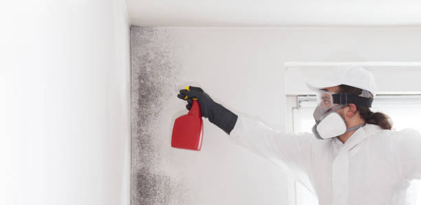 Best Toxic Mold Removal  in Mertzon, TX