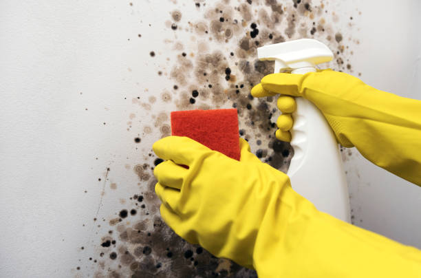 Best Mold Remediation Experts  in Mertzon, TX