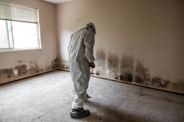 Best Commercial Mold Removal  in Mertzon, TX