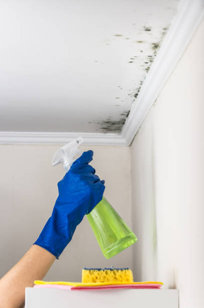 Best Fast Mold Removal  in Mertzon, TX